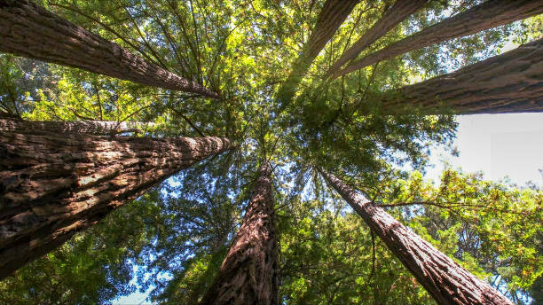 How Our Tree Care Process Works  in Brookhaven, WV